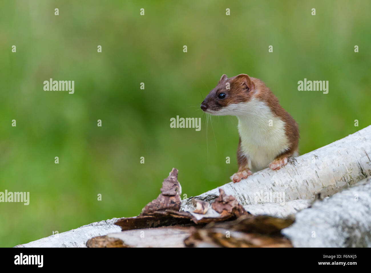 Hermelin mustela erminea -Fotos und -Bildmaterial in hoher Auflösung ...