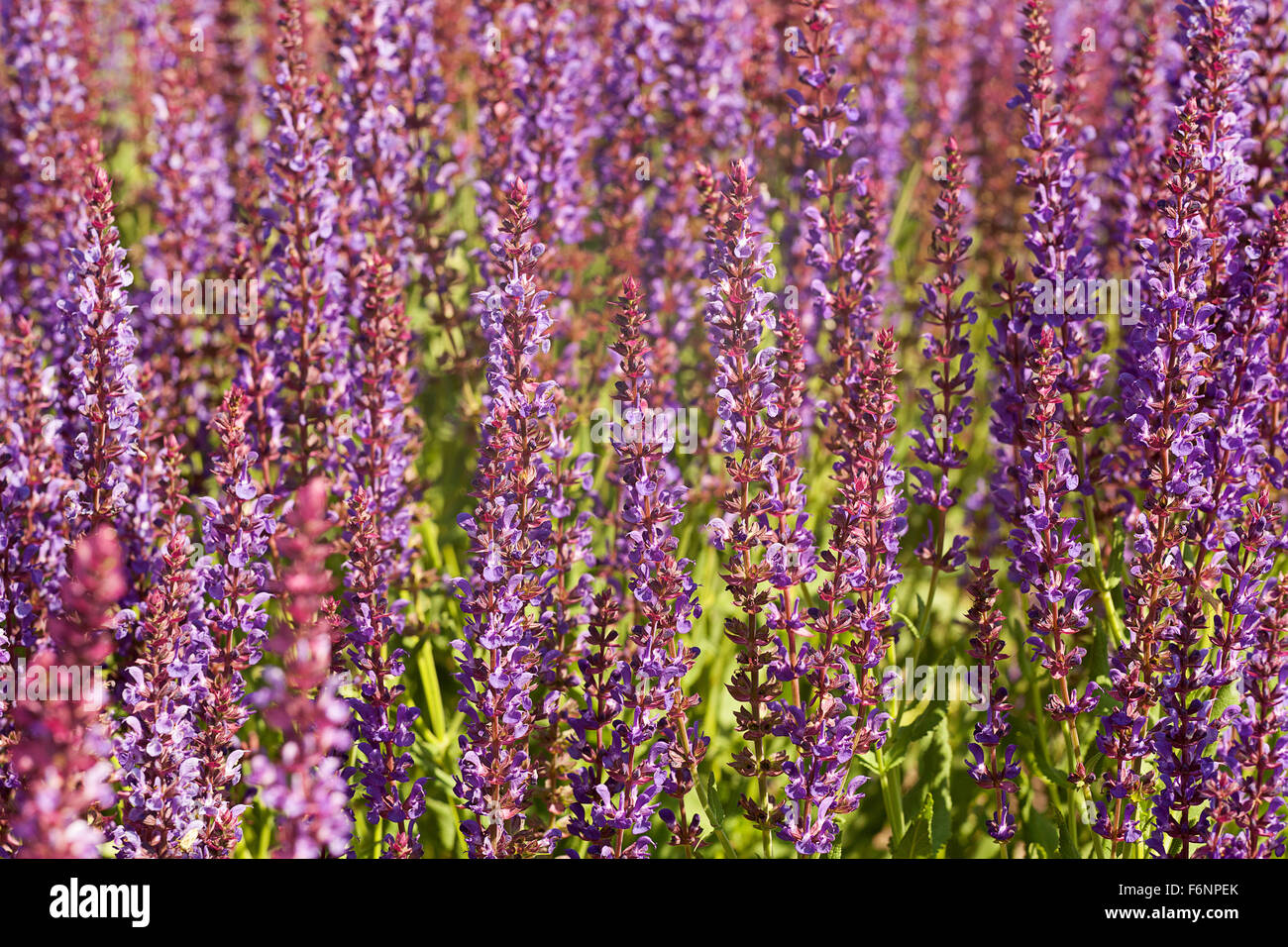 Lamiaceae Familie violetten Bereich Kraut Hintergrund Stockfoto