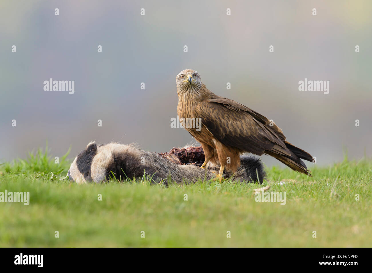Schwarzmilan Milvus Migrans, Schwarzmilan Stockfoto