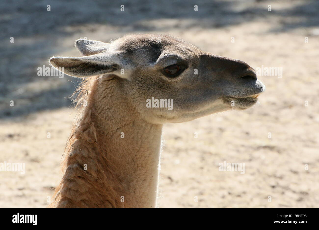 Nahaufnahme des Kopfes eine südamerikanische Guanako (Lama Guanicoe), im Profil gesehen Stockfoto