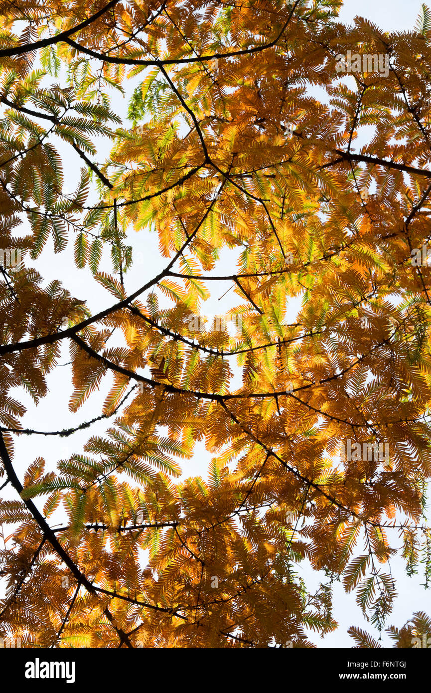 Metasequoia glyptostroboides. Dawn Redwood Tree leaf pattern im Herbst an der RHS Wisley Gardens, Surrey, England Stockfoto