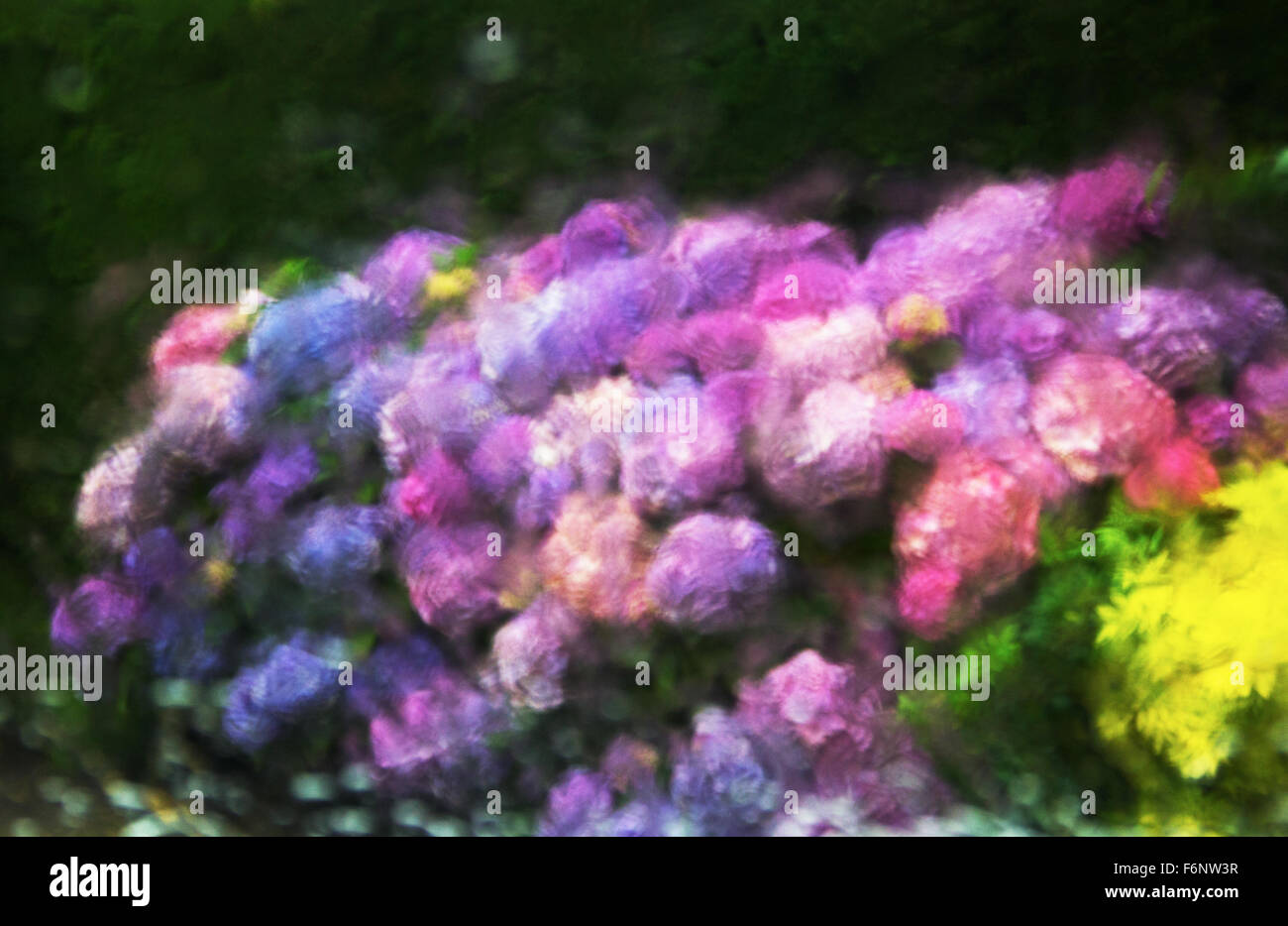 Hortensie Pflanzen durch nasse Fenster öffnen Stockfoto