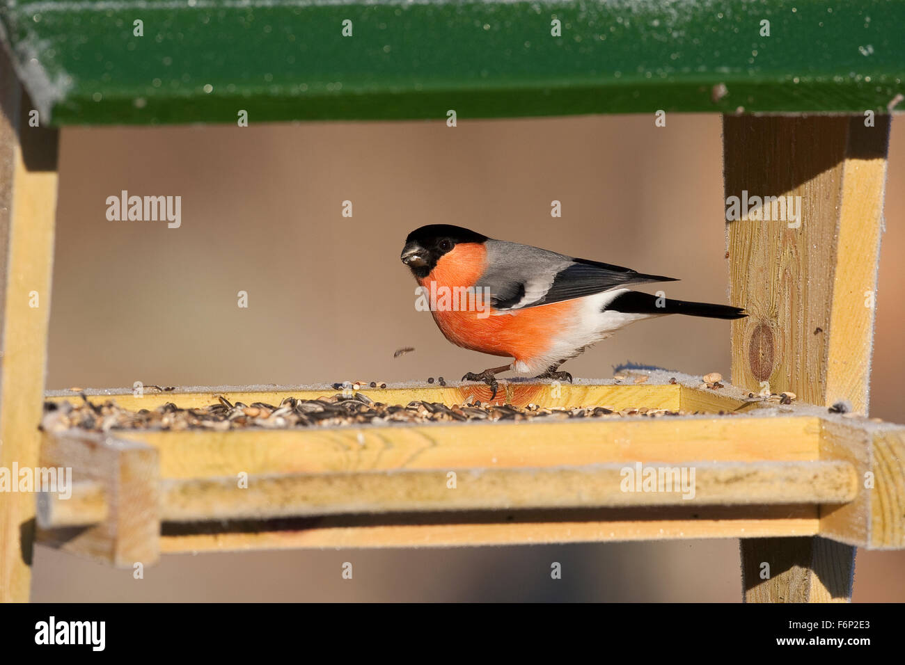 Gimpel fütterung Fotos und Bildmaterial in hoher Auflösung Alamy