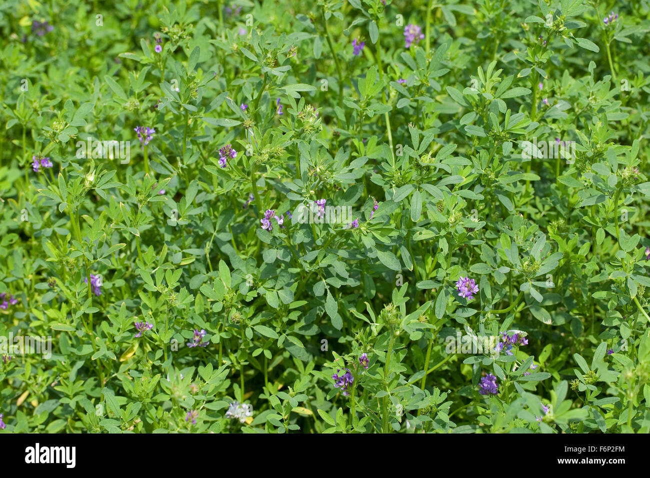 Luzern, Luzern, Saat-Luzerne, Saatluzerne, Luzerne, Schneckenklee, Medicago Sativa Stockfoto