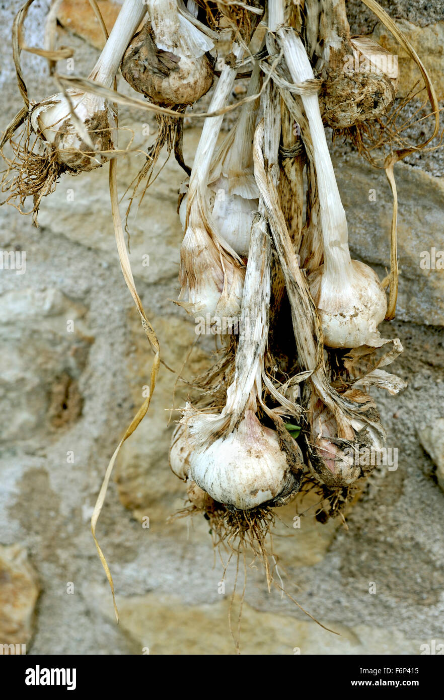 KNOBLAUCH ZWIEBELN ODER PFLANZEN TROCKNEN GEGEN EINE STEINMAUER AUF EINEM FRANZÖSISCHEN BAUERNHOF Stockfoto