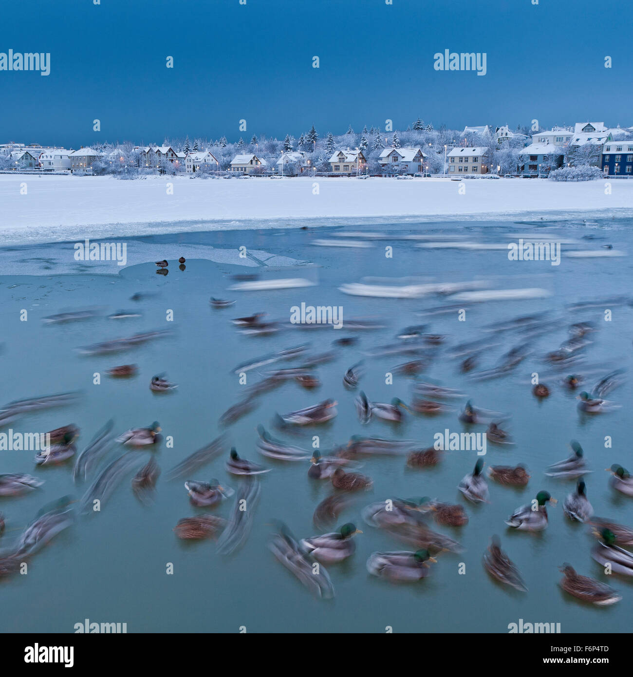 Nachwirkungen der Schneesturm. Enten schwimmen im Teich in Reykjavik, Island Stockfoto