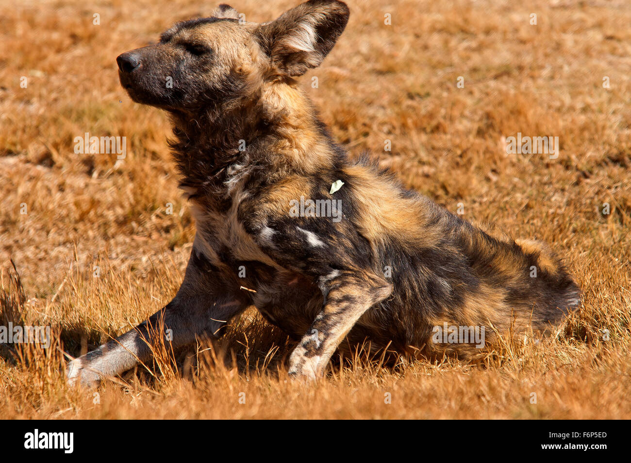 Wildhund, eines der seltenen und gefährdeten Arten von afrikanischen Tieren in Lion Park, südlich Afrika Stockfoto