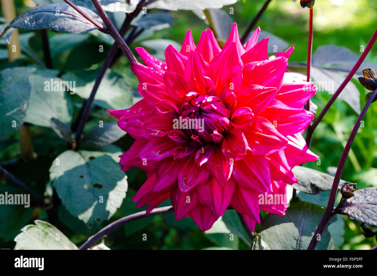 32+ Rote Blume Name, In unserer übersicht finden sie 20 rot