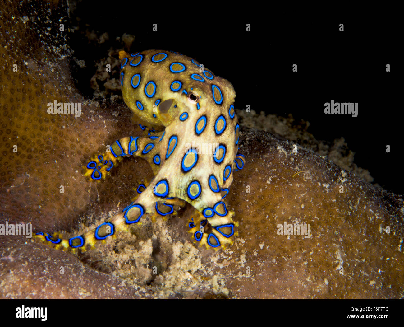 Schön, aber tödliche blau geringelten Oktopus in Borneo Stockfoto