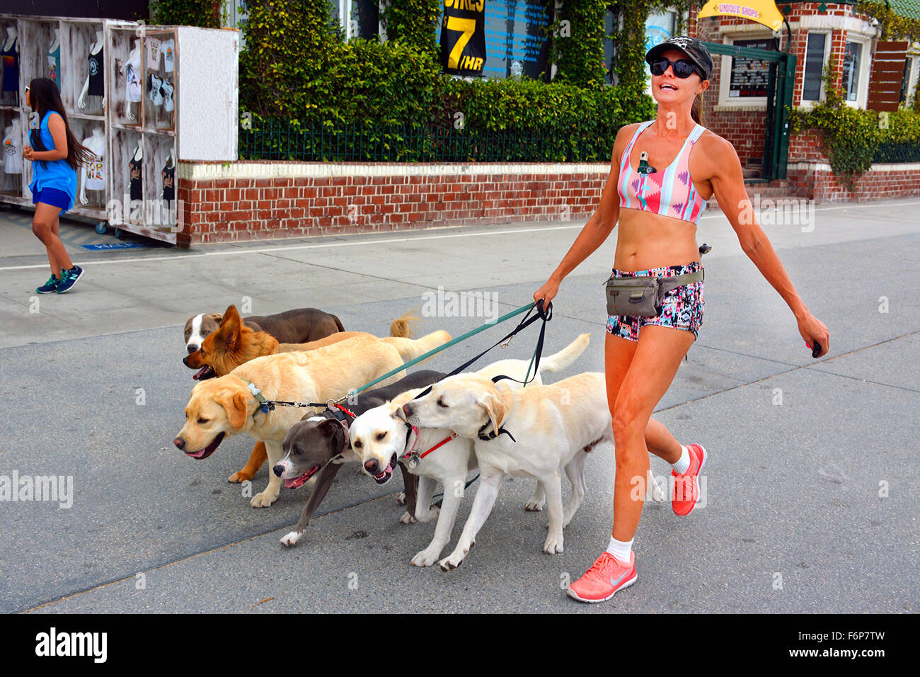 Die südlichen Kalifornien quintessential Lifestyle der Passform weiblichen Hund Walker, Wandern mehrere Hunde in kurzen Shorts und Neckholder am Venice Beach, CA Stockfoto