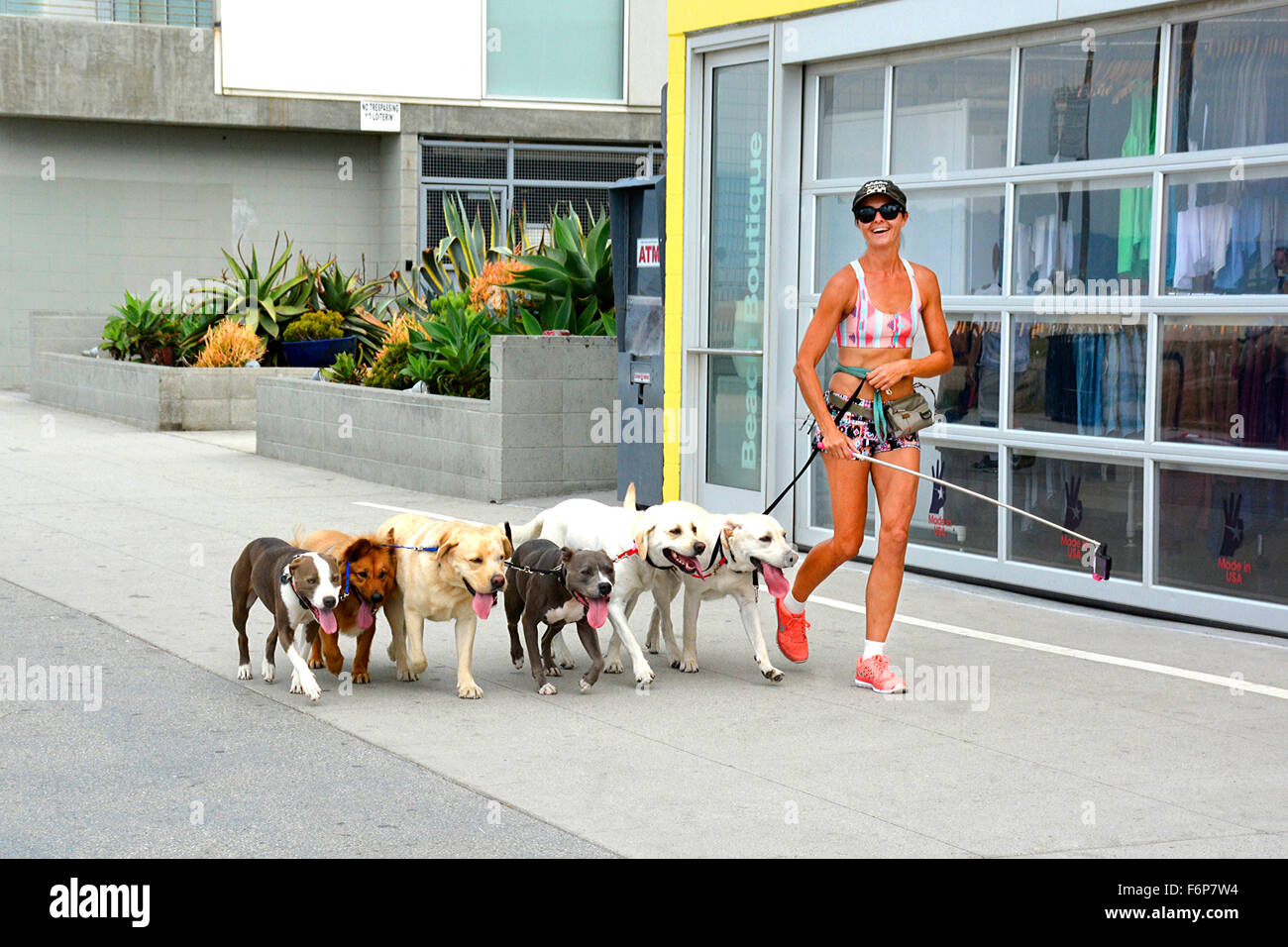 Die Southern California Quintessenz Lebensart Fit weiblich mehrere Dogwalker mit Selfie stick Joggen am Venice Beach Stockfoto