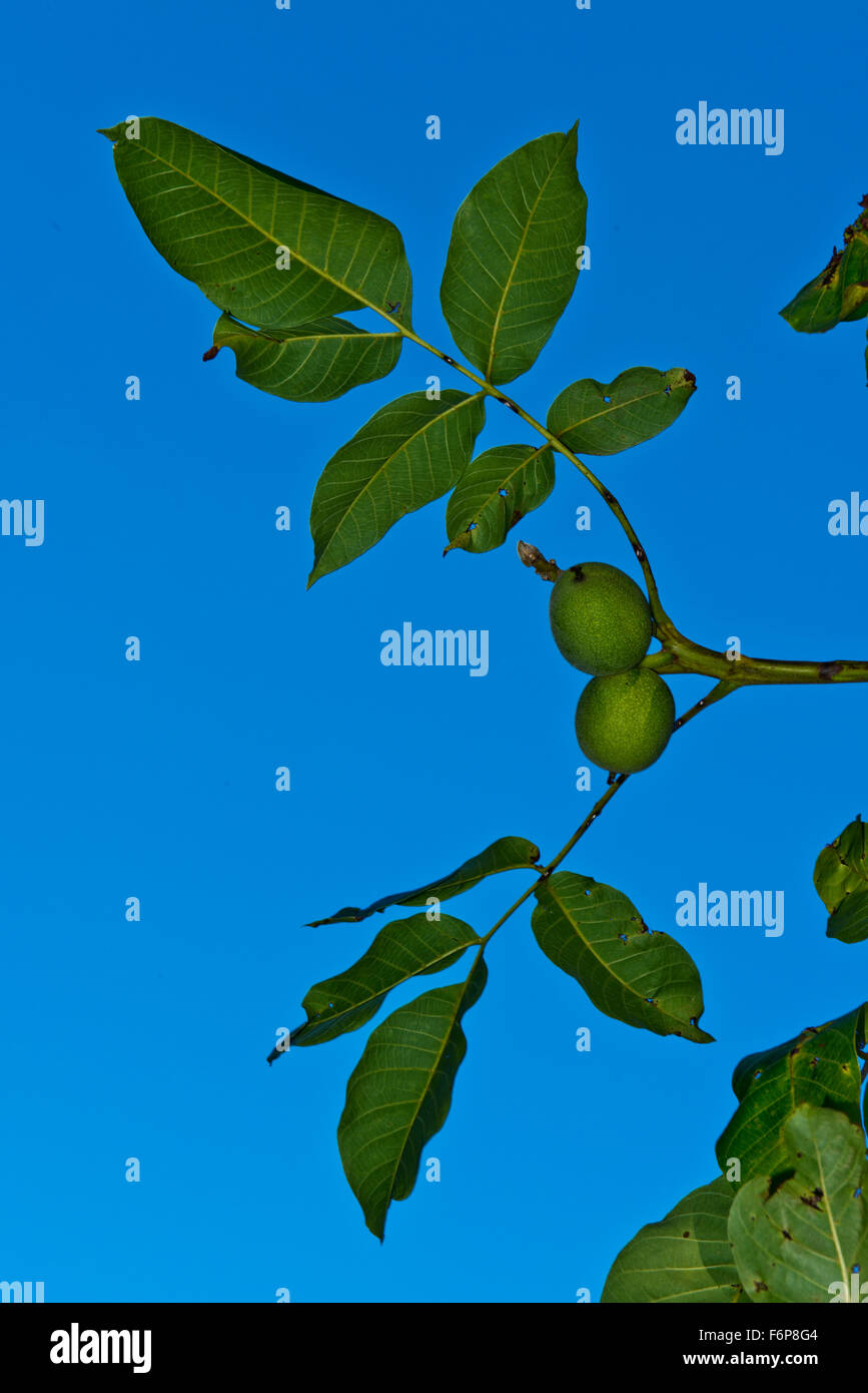 Gemeinsamen Walnuss - Juglans Regia. Dieses Exemplar wurde in der Sainte-Croix-Aux-Mines-Park und dem Gelände der Villa Burrus gepflanzt. Stockfoto