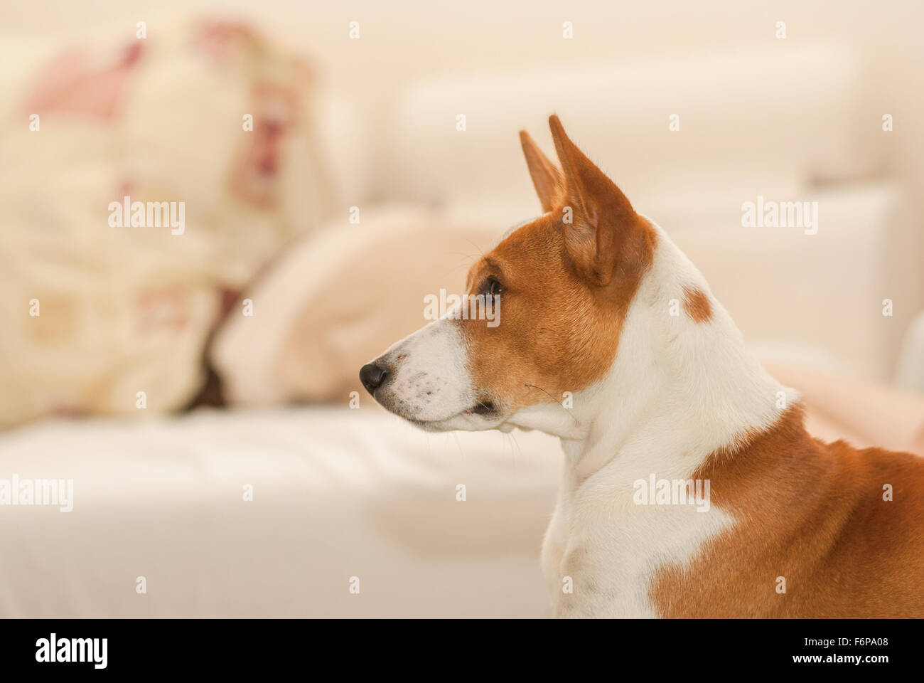 Indoor-Porträt des königlichen Basenji in Pastelltönen Stockfoto