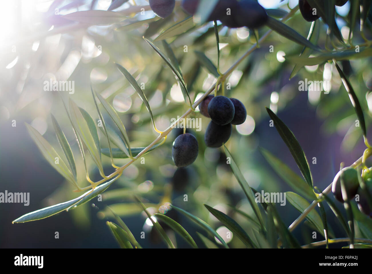 Stimmungsvolle Bild von einem Olivenbaum mit schwarzen Oliven von den Ästen hängen inmitten tiefstehende Sonne zeigt bokeh Stockfoto