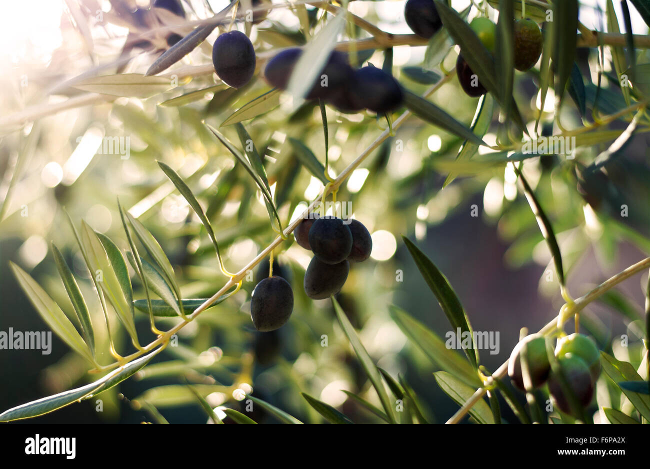 Nahaufnahme eines stimmungsvollen Bildes von schwarzen Oliven hängen von einem Baum mit späten Sonne Flare. Stockfoto