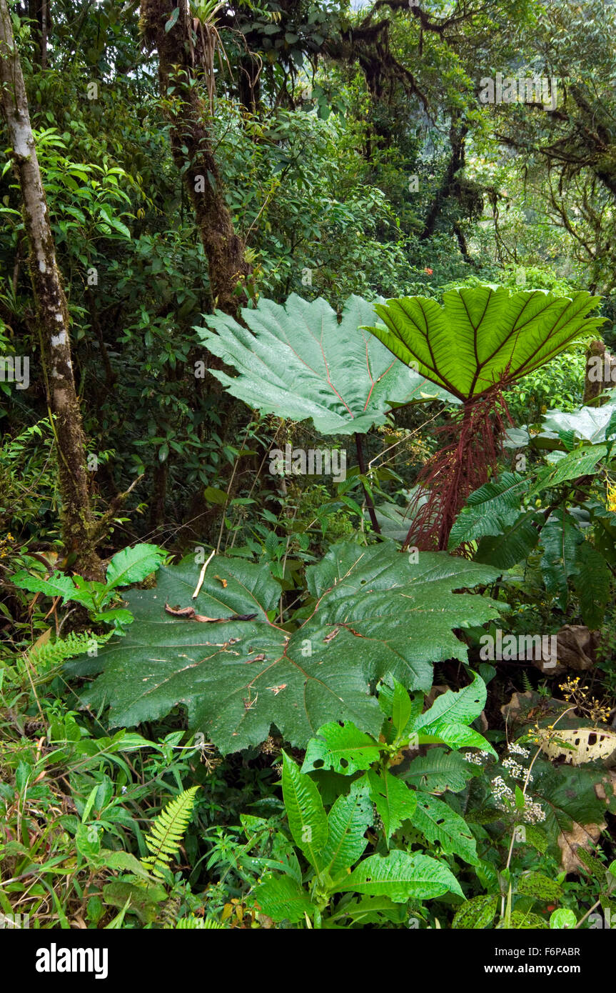 Große Blätter des armen Mannes Regenschirm (Gunnera SP.) im Nebelwald im Tapanti-Nationalpark, Costa Rica Stockfoto
