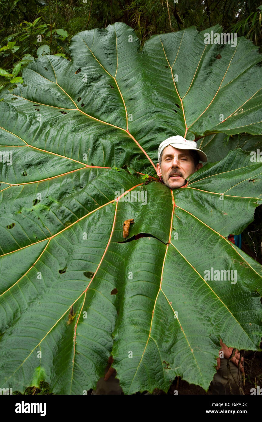 Touristischen kleben Kopf durch riesige Blatt des armen Mannes Regenschirm (Gunnera Insignis) in Wald, Tapanti Nationalpark, Costa Rica Stockfoto