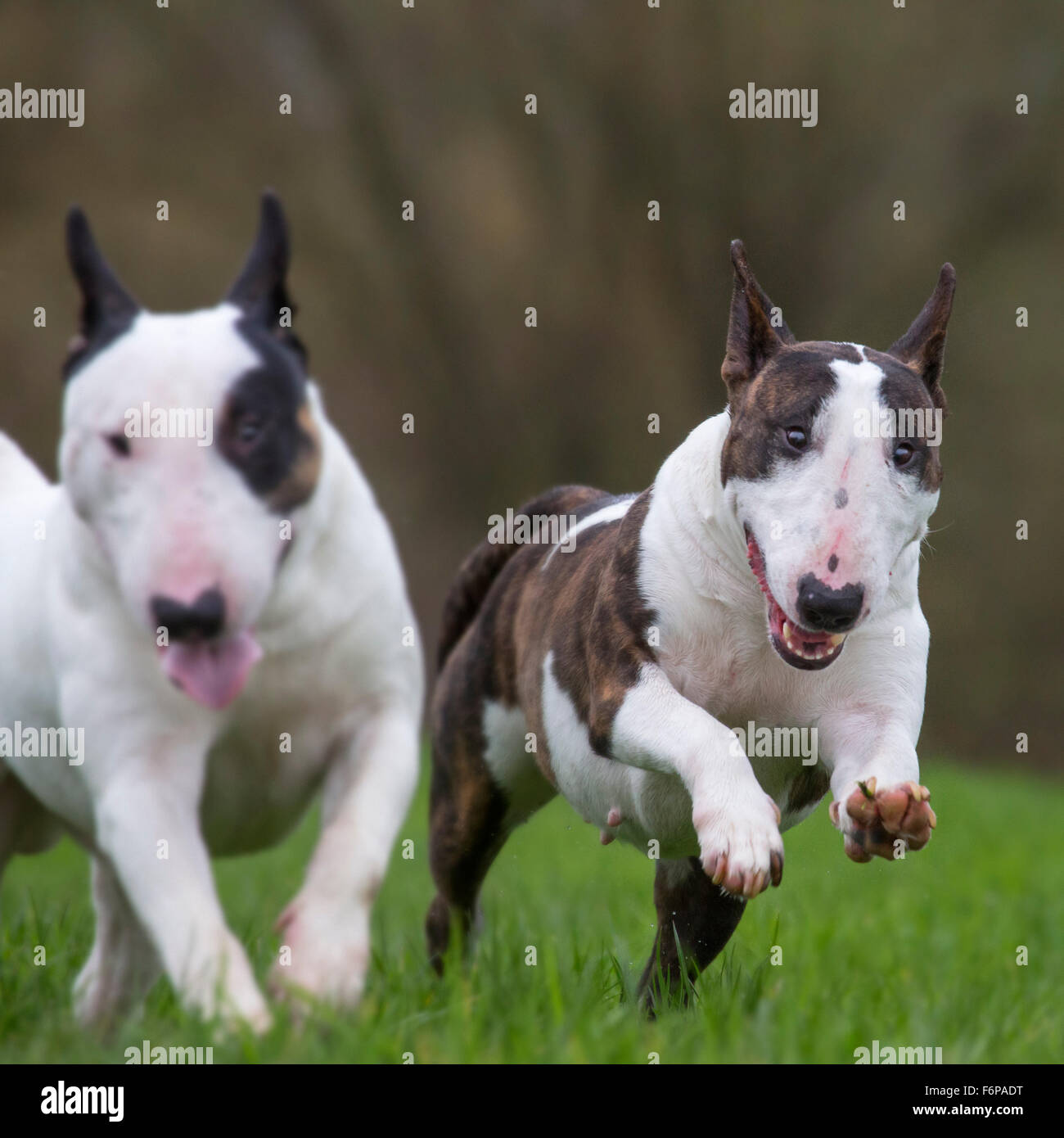 Zwei Bullterrier im Garten laufen Stockfoto