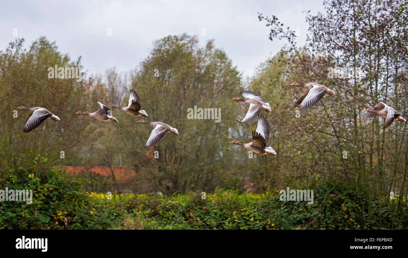 Graugänsen / Graylag Gans (Anser Anser) flock im Flug Stockfoto