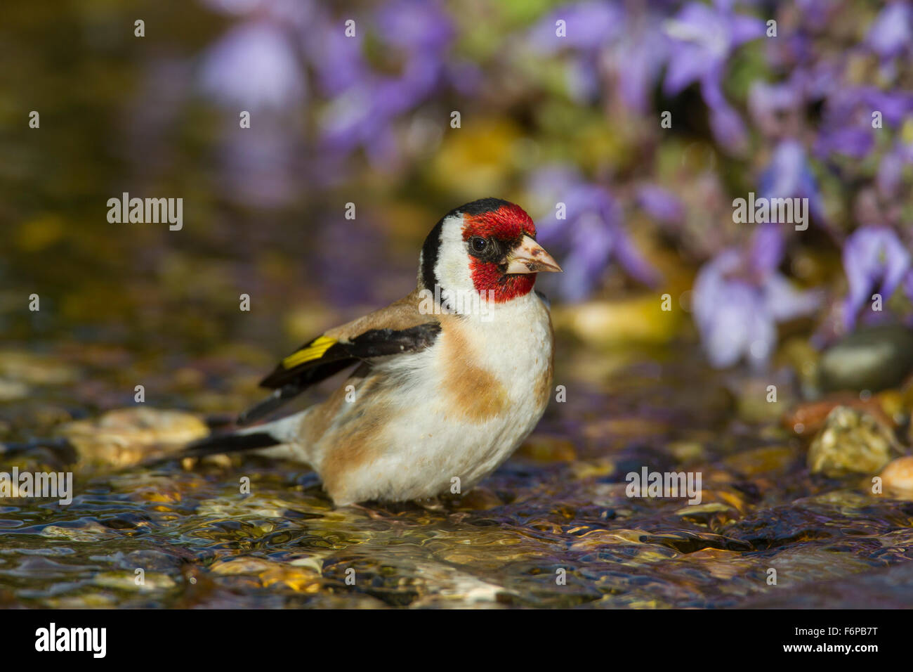 Europäische Stieglitz (Zuchtjahr Zuchtjahr) Reinigung Federn durch das Baden im flachen Wasser des Baches Stockfoto