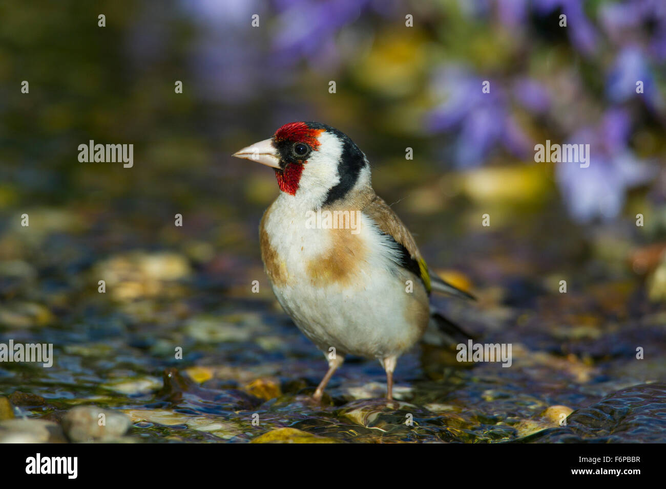 Europäische Stieglitz (Zuchtjahr Zuchtjahr) Reinigung Federn durch das Baden im flachen Wasser des Baches Stockfoto