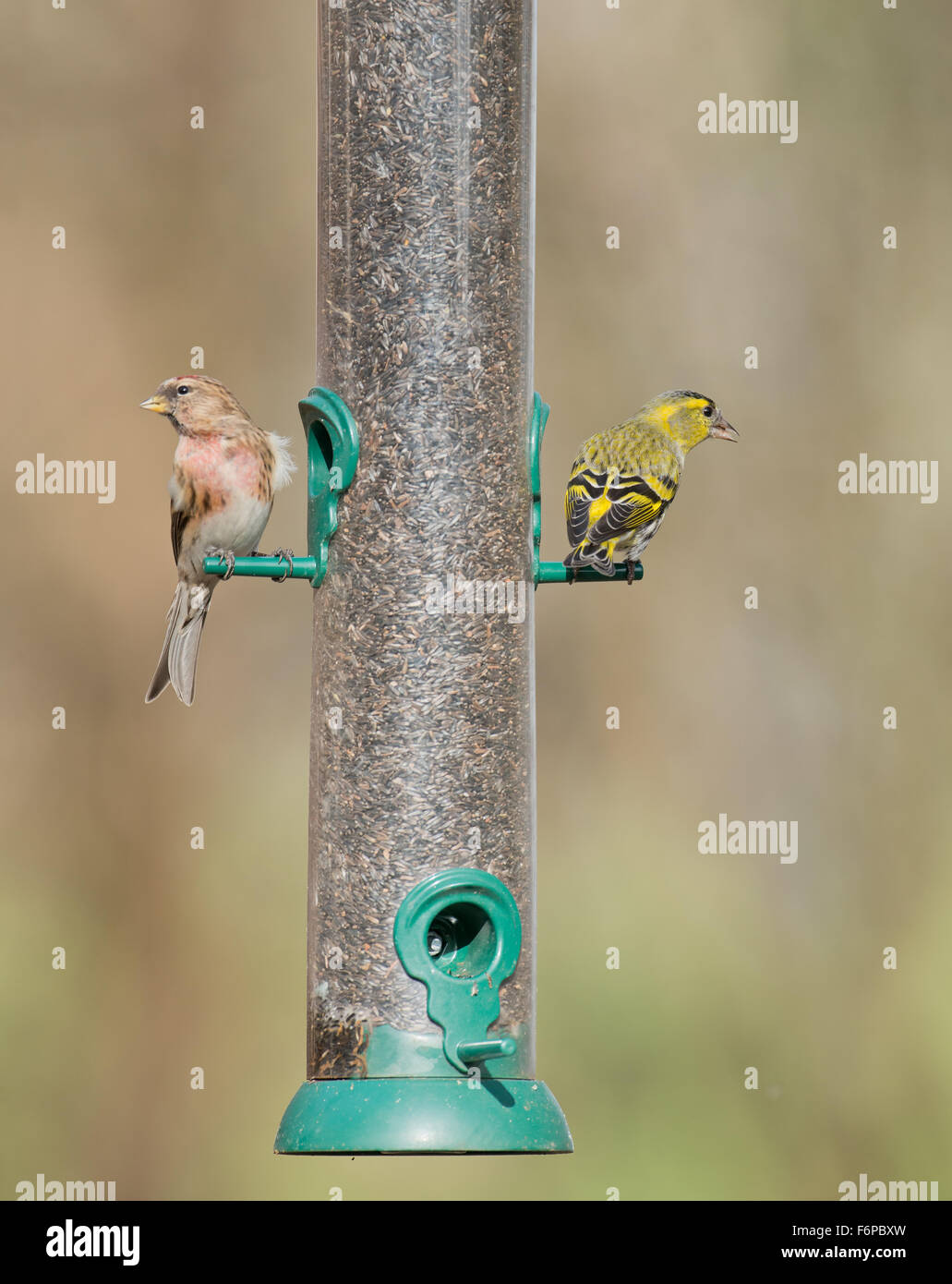 Männliche weniger Redpoll (Zuchtjahr Kabarett) und weibliche Zeisig (Zuchtjahr Spinus) thront am Vogelhäuschen. Stockfoto