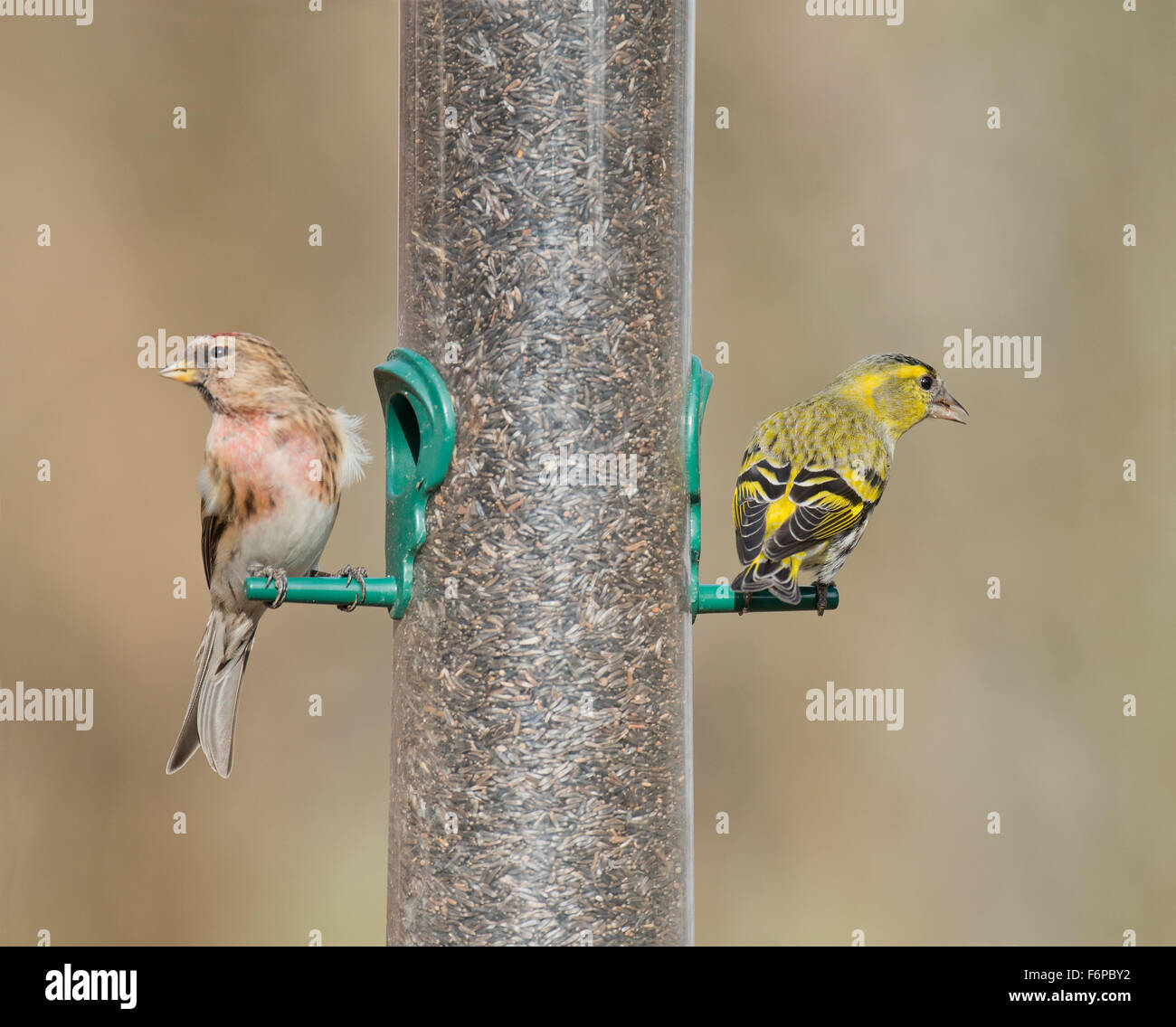 Männliche weniger Redpoll (Zuchtjahr Kabarett) und weibliche Zeisig (Zuchtjahr Spinus) thront am Vogelhäuschen. Stockfoto