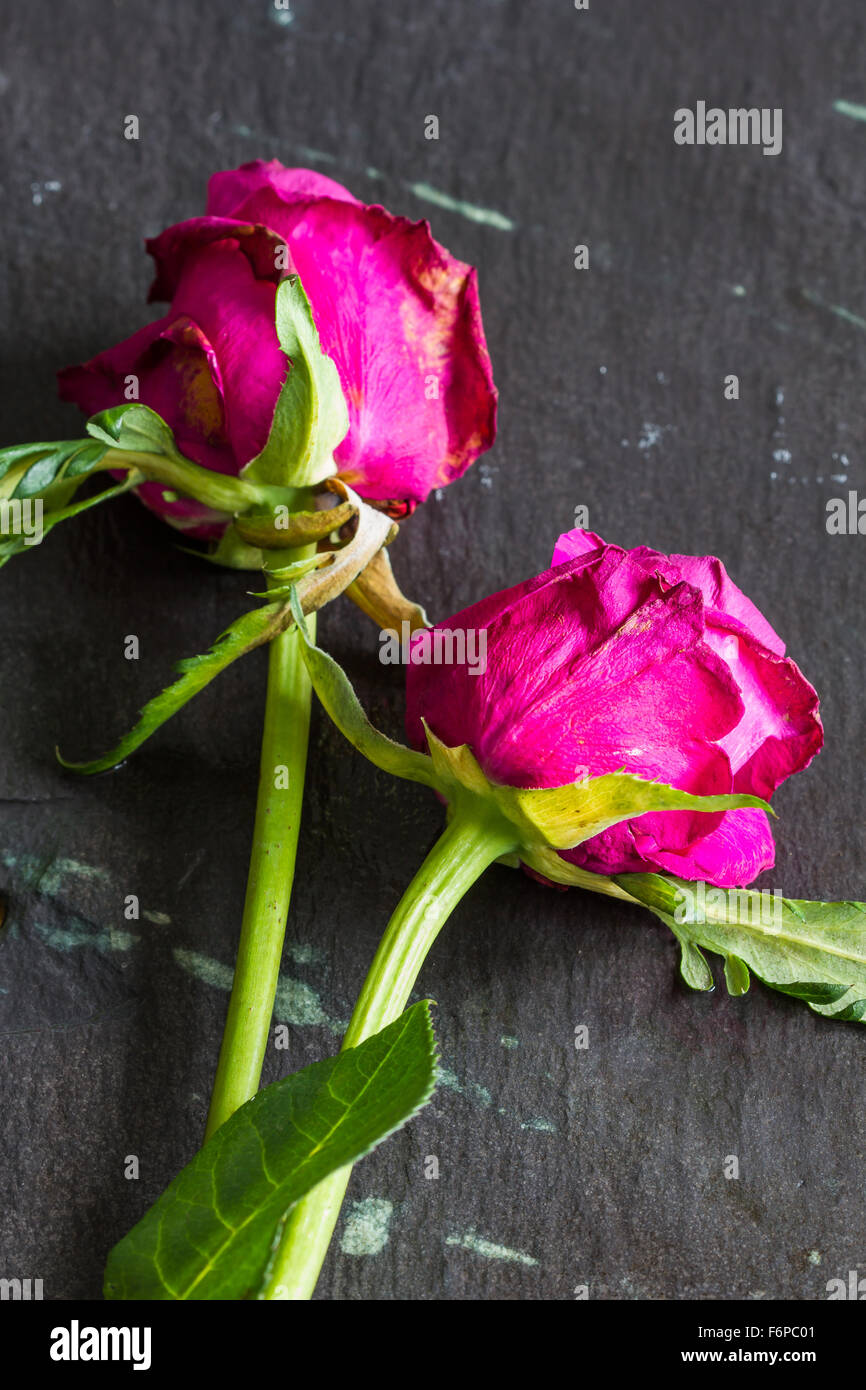 Zwei verwelkt rosa, rote Rosen auf Schiefer Hintergrund. Kopieren Sie Raum, Nahaufnahme, Tiefenschärfe, vertikale Stockfoto