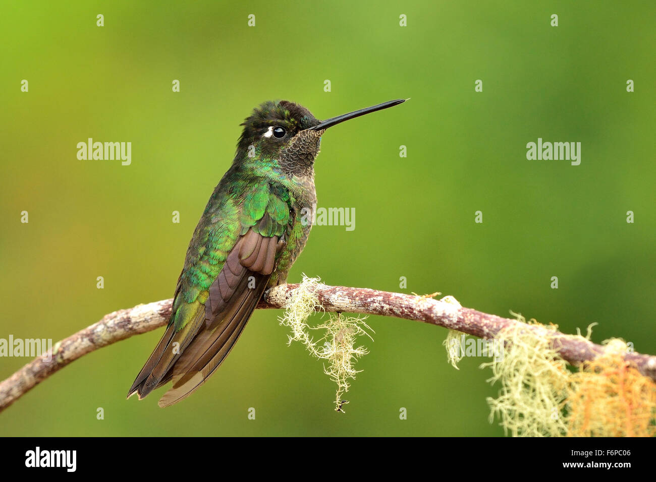 Kolibri im tropischen Regenwald von Costa Rica Stockfoto
