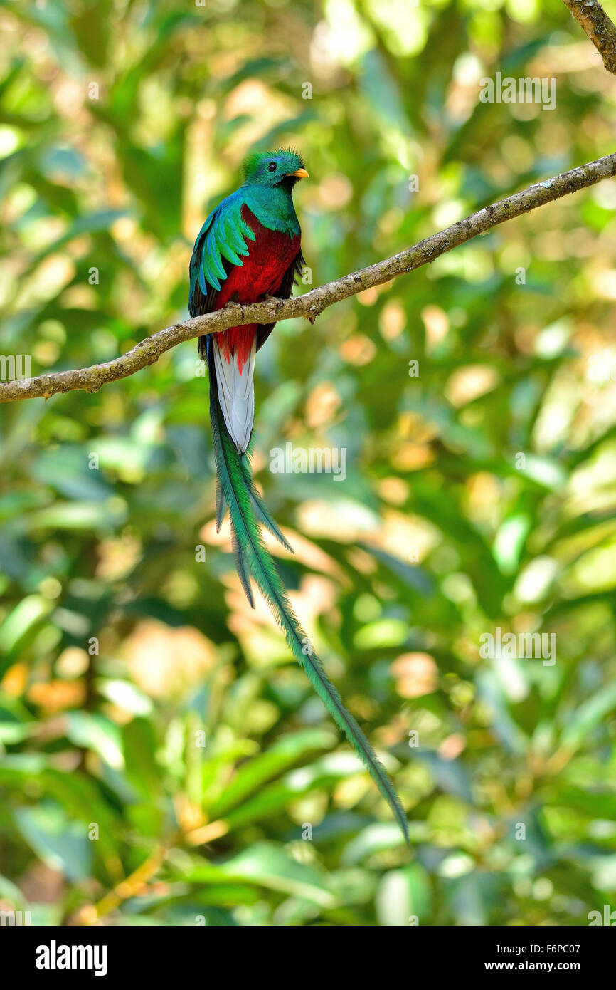 Quetzal in Costa Rica Nebelwald Stockfoto