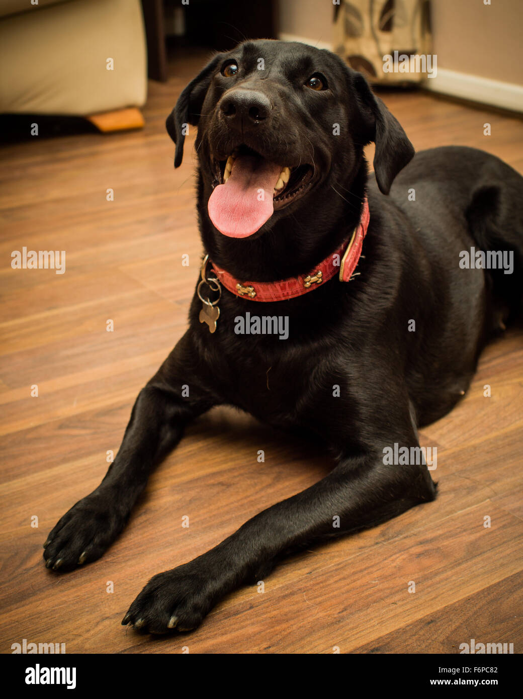 Ein schwarzer Labrador, auf einem Holzfußboden verlegen Stockfoto