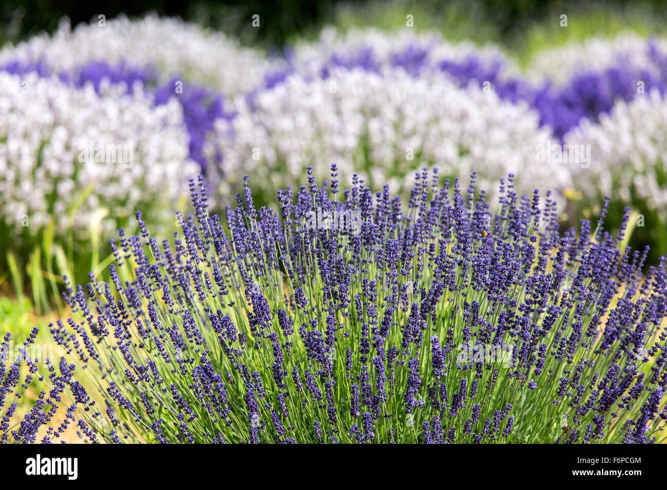 Lavendel-Farm Stockfoto