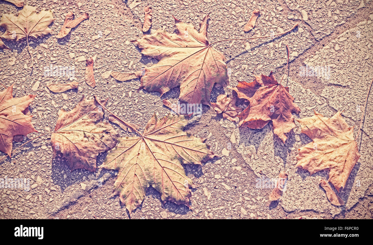 Vintage getönten Herbst Blätter Hintergrund. Stockfoto