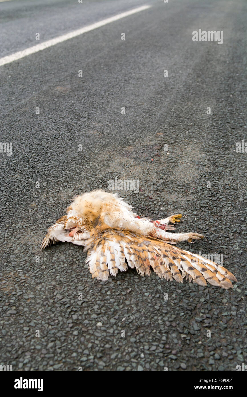 Schleiereule, Tyto Alba, getötet auf einer Landstraße, Wensleydale, North Yorkshire, UK. Stockfoto
