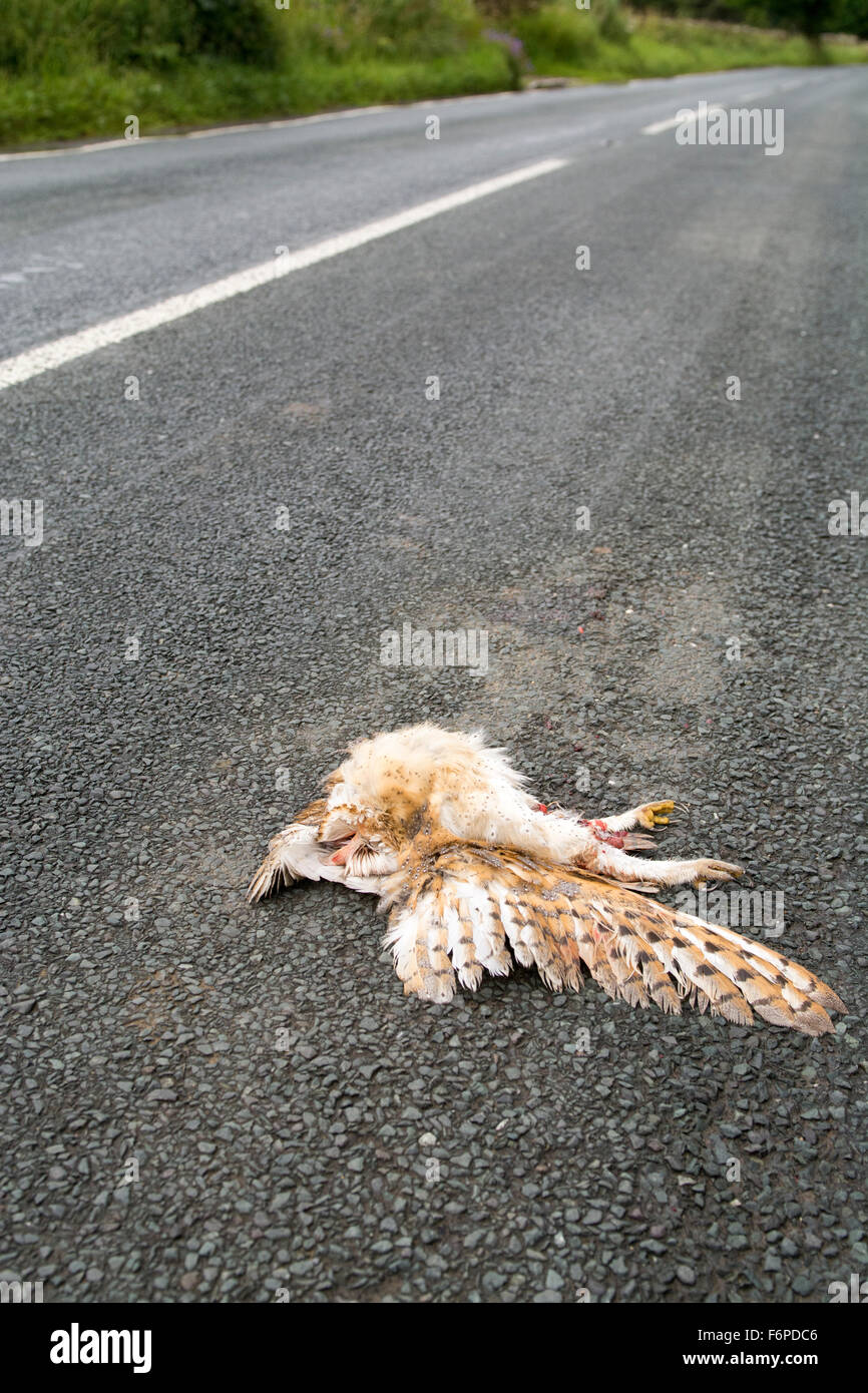 Schleiereule, Tyto Alba, getötet auf einer Landstraße, Wensleydale, North Yorkshire, UK. Stockfoto
