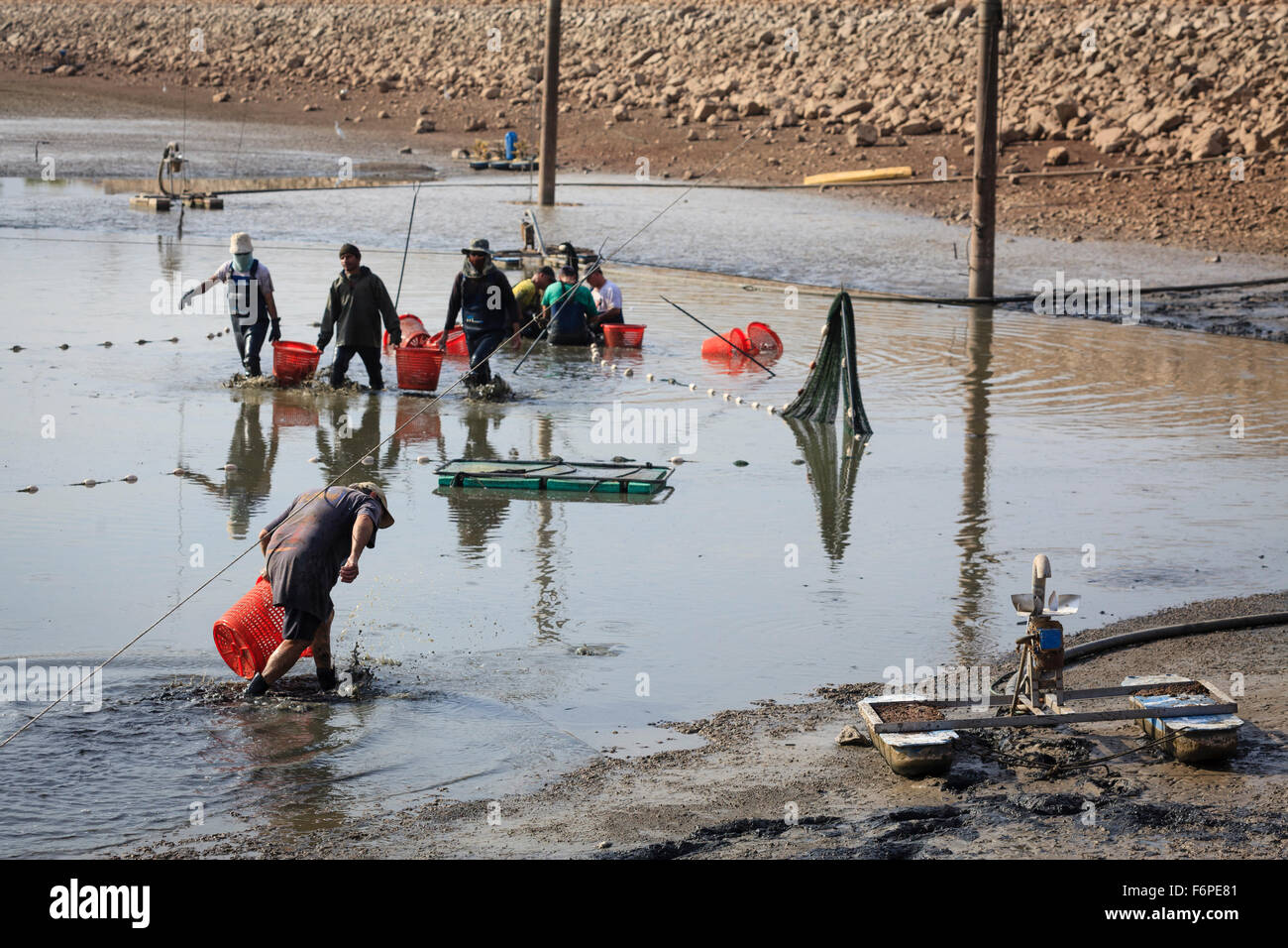 Arbeiter ernten Fisch in einer Fischfarm. Israel. Stockfoto