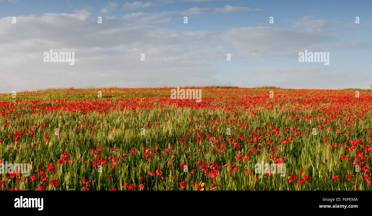 Bereich der roten schönen Mohn Anemonen auf einem Weizenfeld spät im Frühjahr Stockfoto