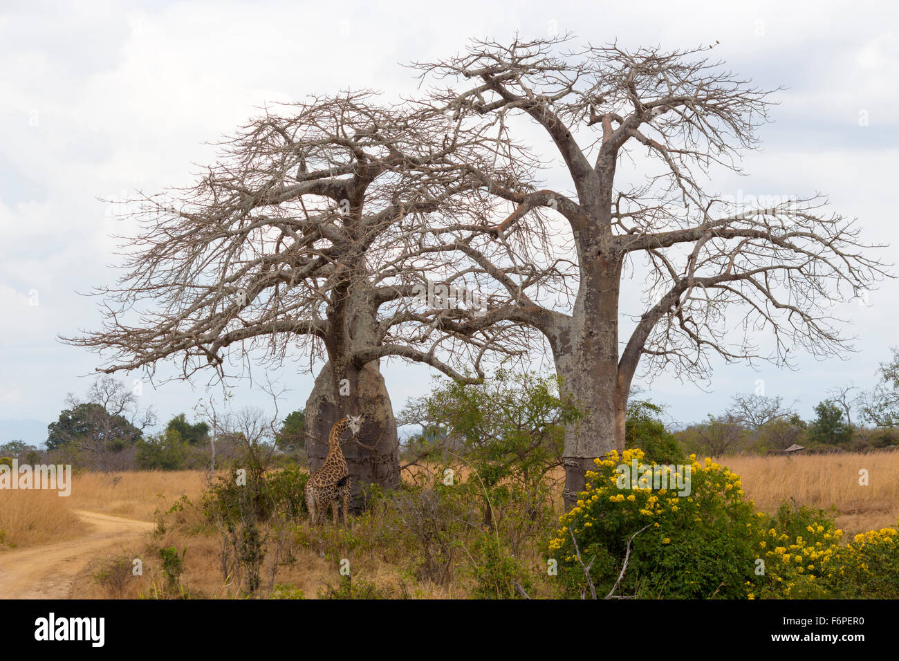 Zwei Baobab-Bäume mit einer Giraffe vor Stockfoto