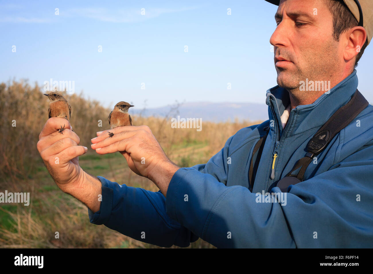 Sibirische Schwarzkehlchen (Saxicola Maurus) auf der linken Hand und gemeinsame Schwarzkehlchen (Saxicola Torquata) auf der rechten Seite. Agamon Hula. Israel. Stockfoto