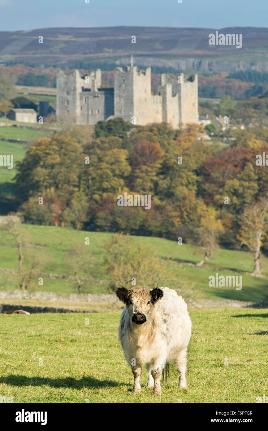 Traditionelle britische Rinder in Wensleydale Landschaft mit Schloss Bolton im Hintergrund. North Yorkshire, Großbritannien Stockfoto