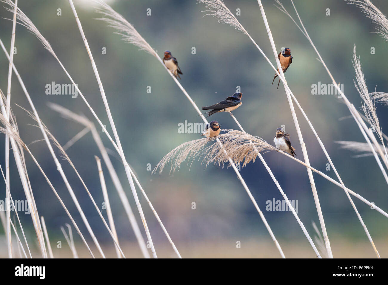 Rauchschwalbe (Hirundo Rustica) Gruppe von verschiedenen Unterarten zusammen ruhen. Israel. Stockfoto