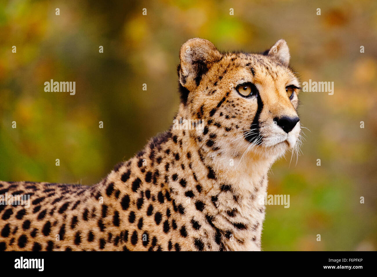 Geparden in einem Wald, Nahaufnahme mit einem unscharfen Hintergrund Stockfoto