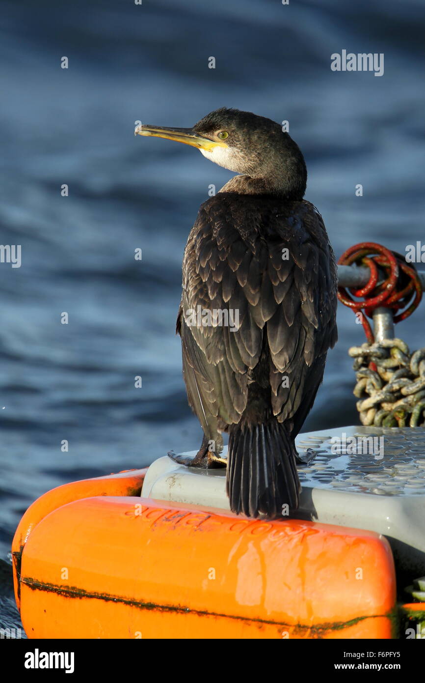 Unreife europäischen Shag (Phalacrocorax Aristotelis) thront auf Ponton Königinmutter Stausee, Berkshire, Vereinigtes Königreich Stockfoto