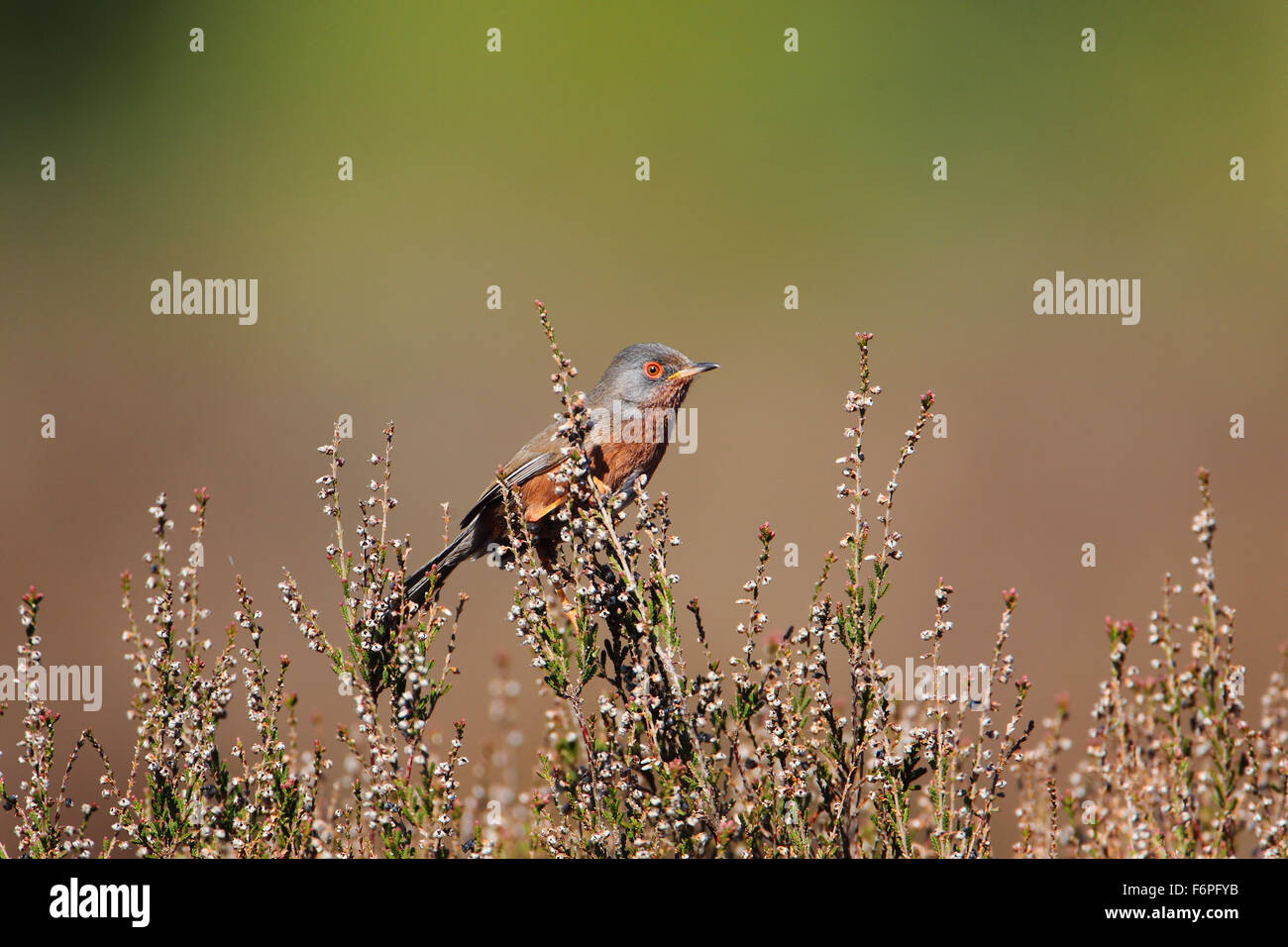 Männliche Dartford Warbler (Sylvia Undata) auf Heather am Hurn, Dorset Stockfoto