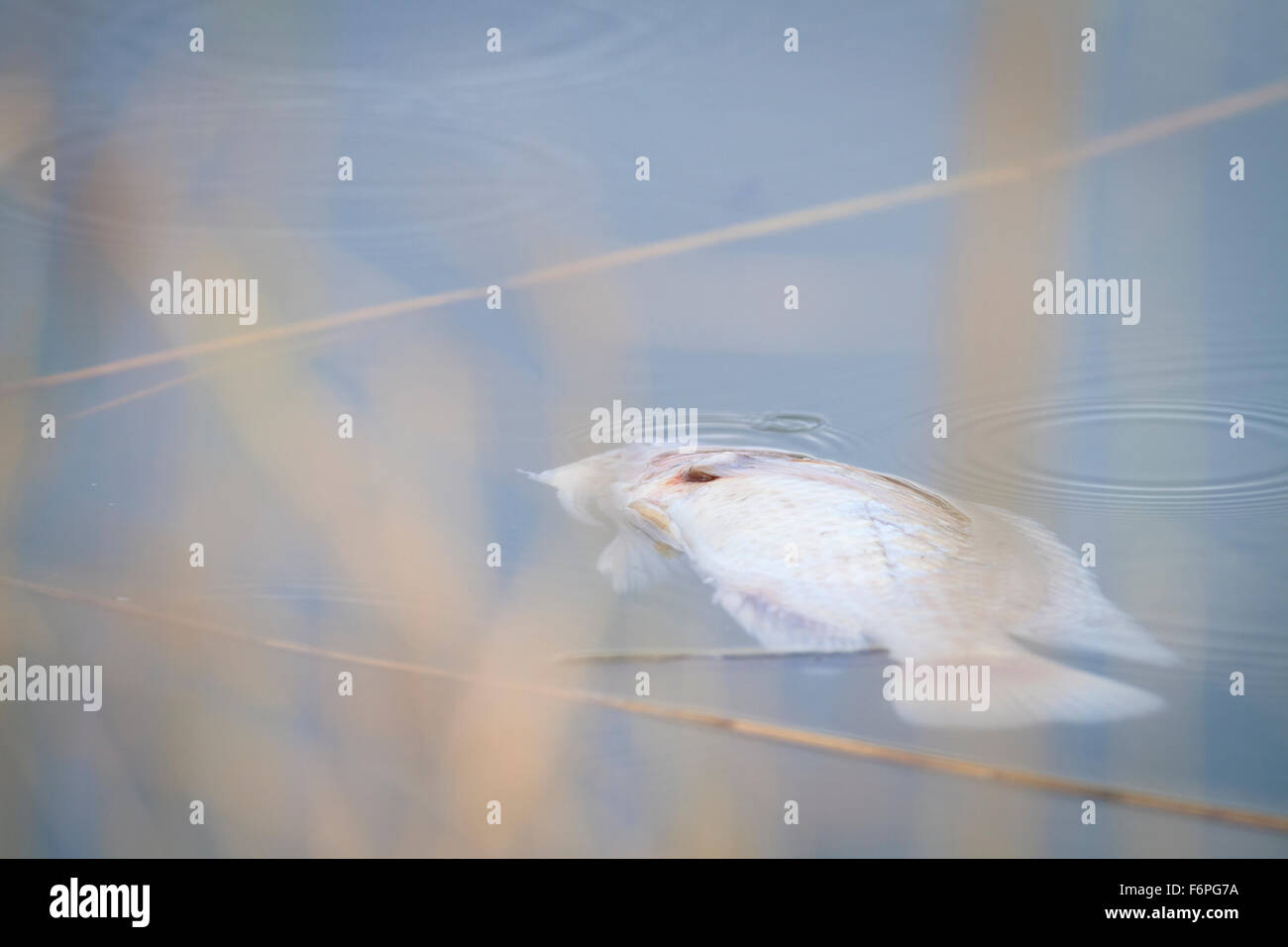 Toter fisch im verschmutzten teich Fotos und Bildmaterial in hoher