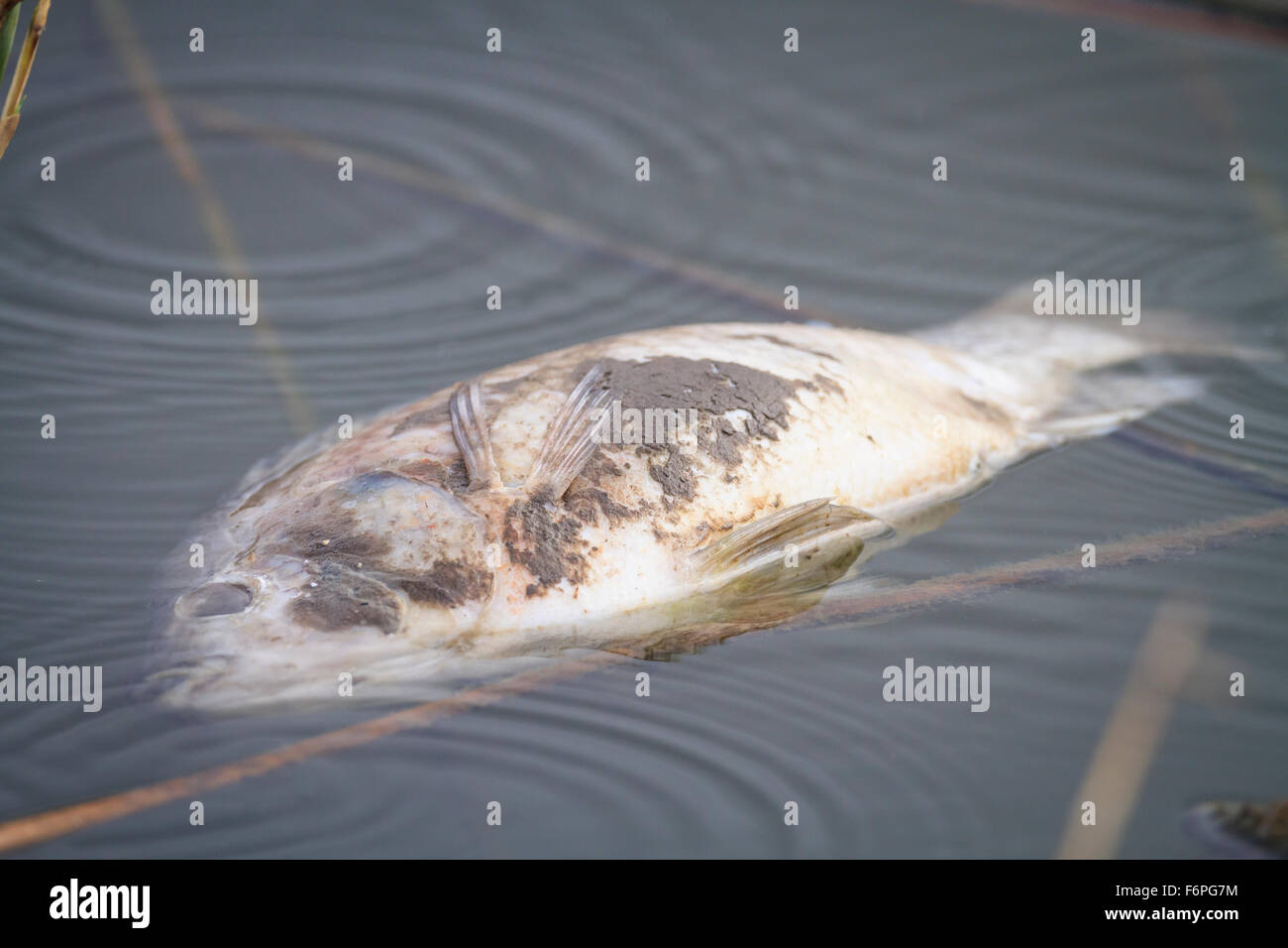 Toter fisch im verschmutzten teich Fotos und Bildmaterial in hoher