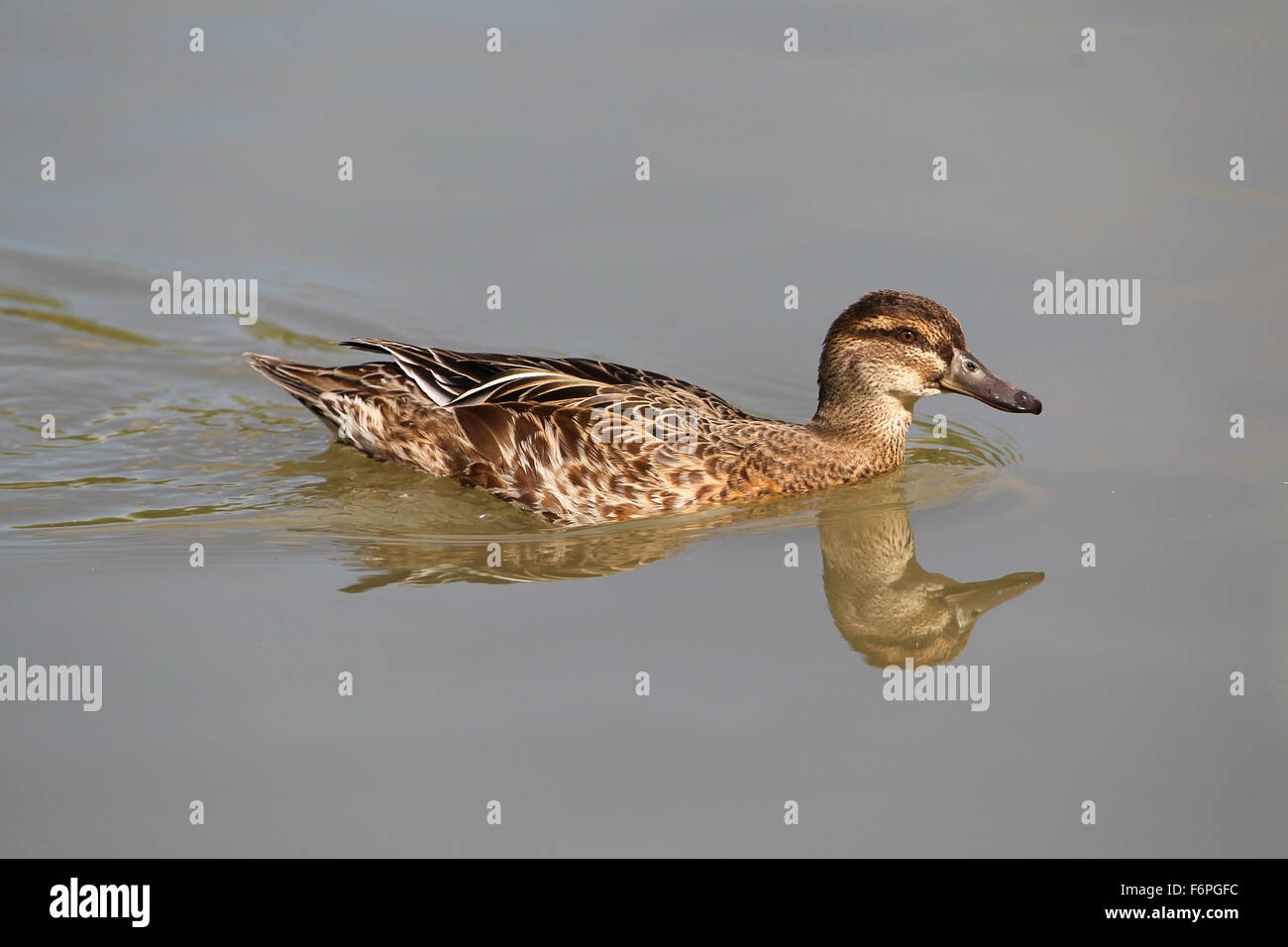 Garganey (Anas Querquedula) bei Arundel Wildfowl und Feuchtgebiete Vertrauen Stockfoto