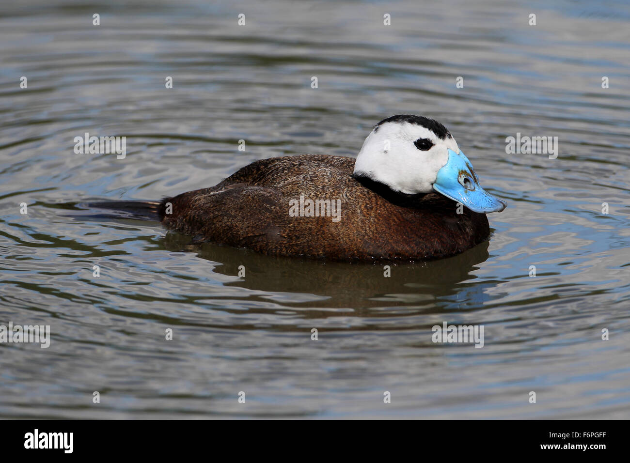 Weisskopfruderente (Oxyura Leucocephala) in Arundel Wildfowl und Feuchtgebiete Vertrauen Stockfoto