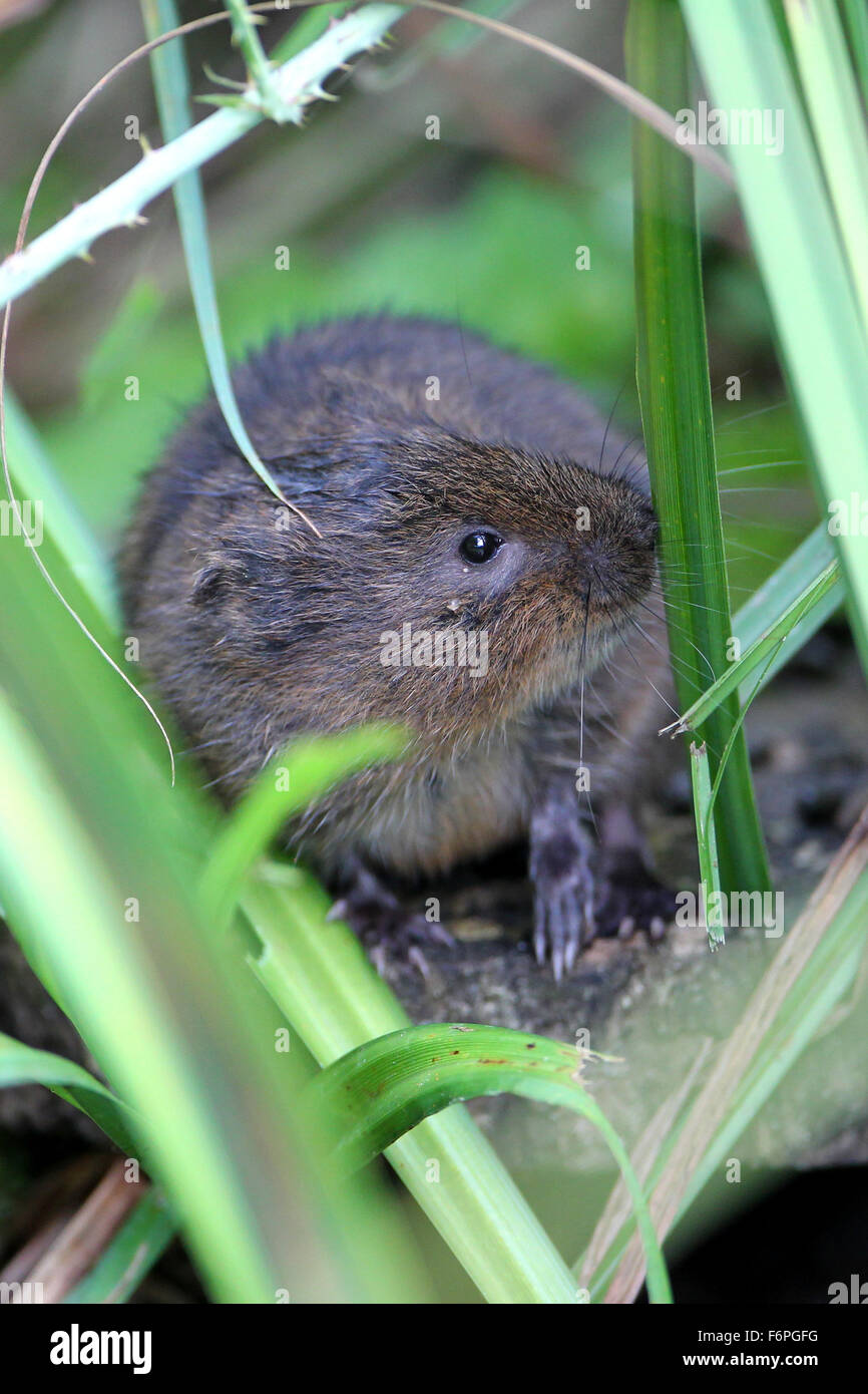 Europäische Wasser-Wühlmaus (Arvicola Amphibius) schnüffeln ein Blatt zu Arundel Wildfowl und Feuchtgebiete Vertrauen Stockfoto