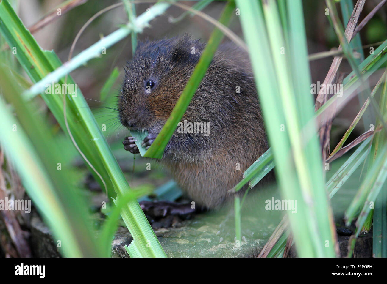 Europäische Wasser-Wühlmaus (Arvicola Amphibius) knabbern ein Blatt zu Arundel Wildfowl und Feuchtgebiete Vertrauen Stockfoto